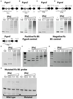 Fis Connects Two Sensory Pathways, Quorum Sensing and Surface Sensing, to Control Motility in Vibrio parahaemolyticus